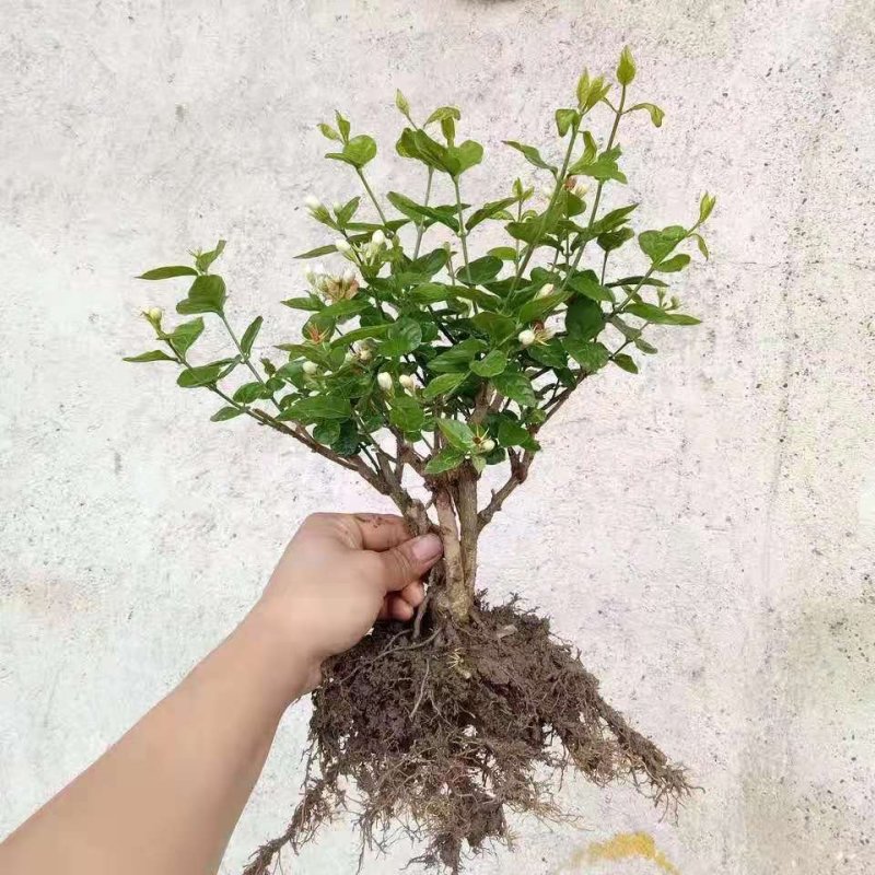 四季茉莉花苗盆栽地栽基地直销量大从优