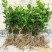 四季茉莉花苗盆栽地栽基地直销量大从优