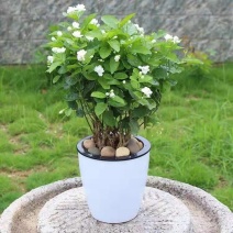 四季茉莉花苗盆栽地栽基地直销量大从优