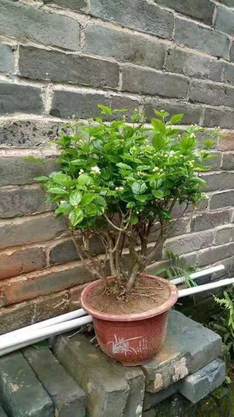 四季茉莉花苗盆栽地栽基地直销量大从优