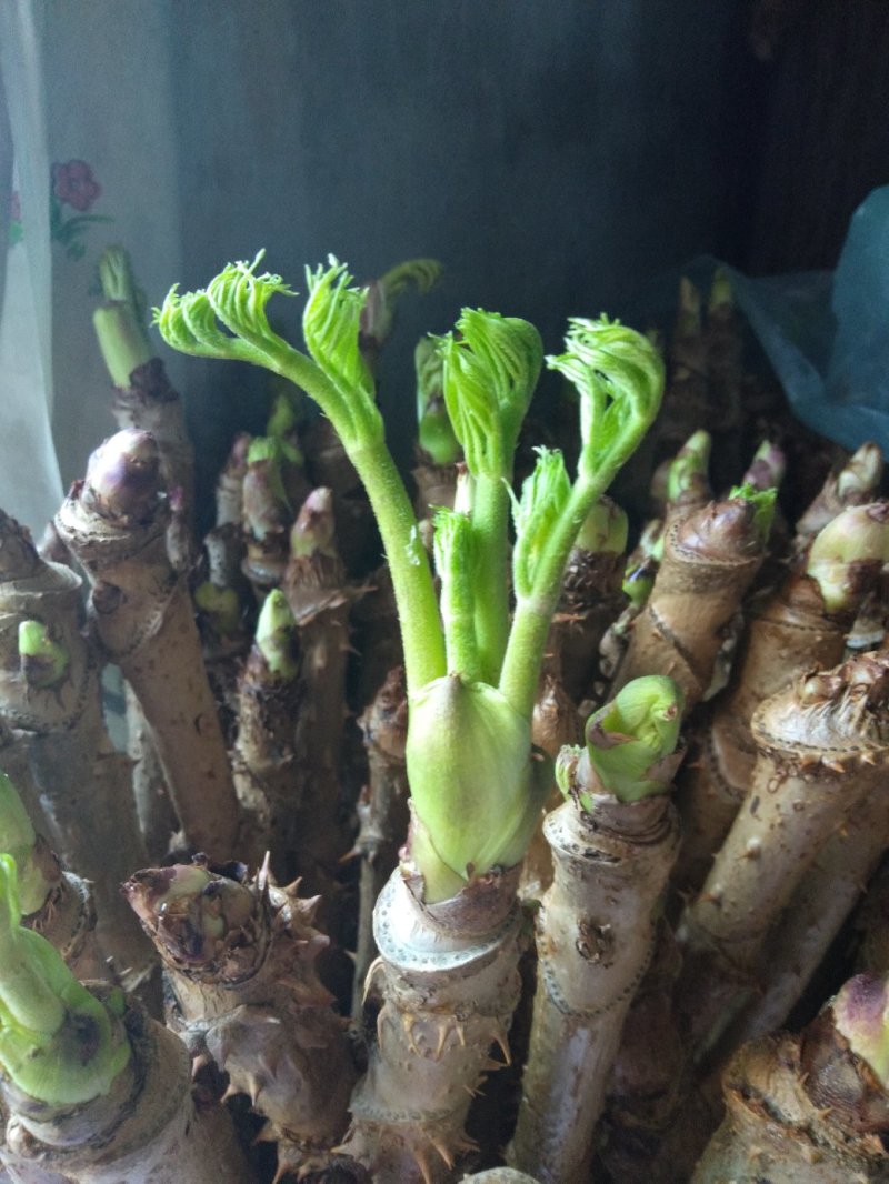 刺嫩芽苗刺老包，基地直发包技术，成活率高，产地发货
