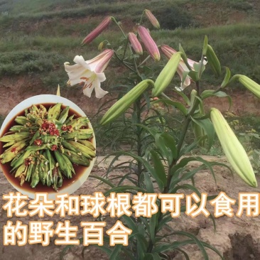 岷江百合野生百合可盆栽观赏可入药可食用