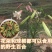 岷江百合野生百合可盆栽观赏可入药可食用