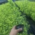 花叶连翘，四川花叶连翘基地出售，成都花叶连翘批发价格