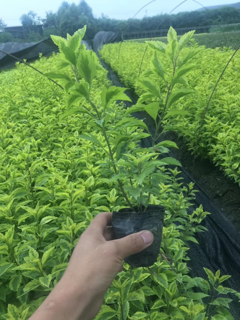 花叶连翘，四川花叶连翘基地出售，成都花叶连翘批发价格