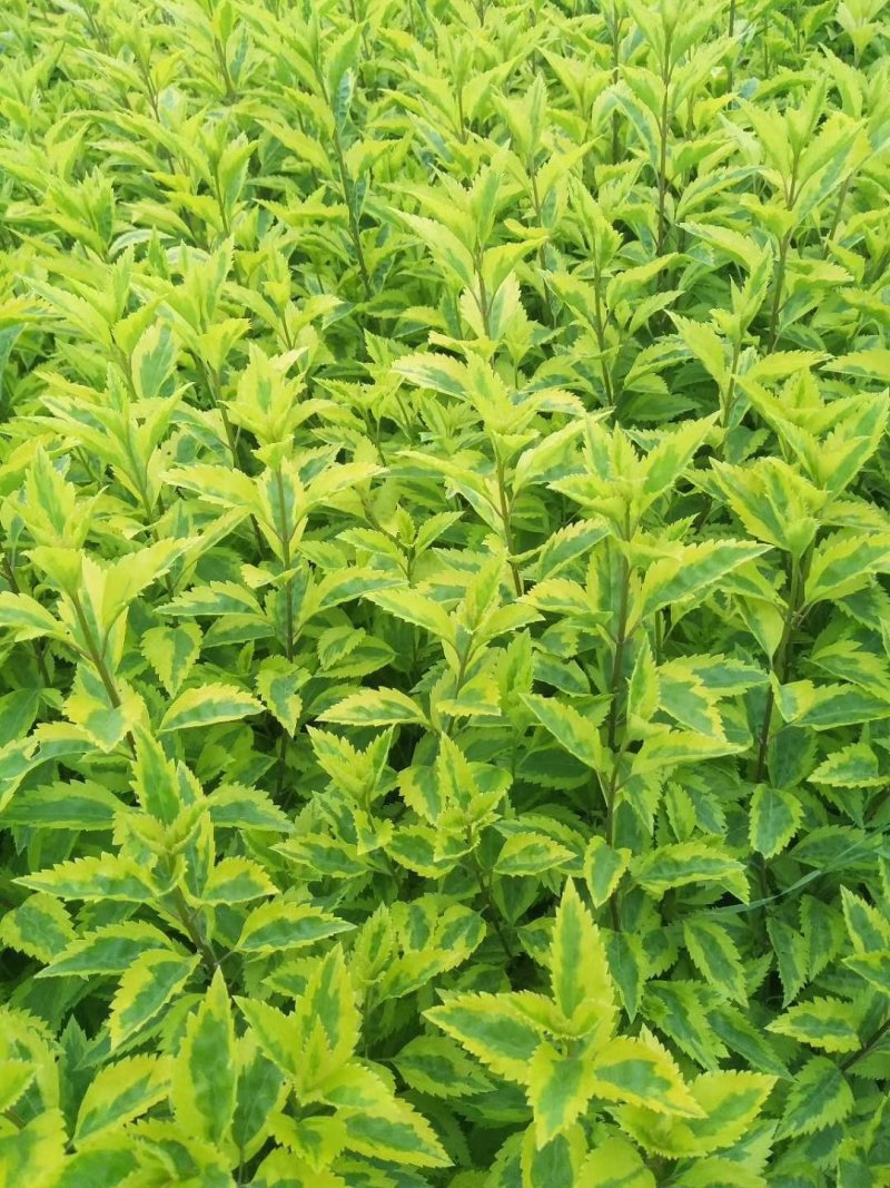 花叶连翘，四川花叶连翘基地出售，成都花叶连翘批发价格