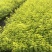 花叶连翘，四川花叶连翘基地出售，成都花叶连翘批发价格