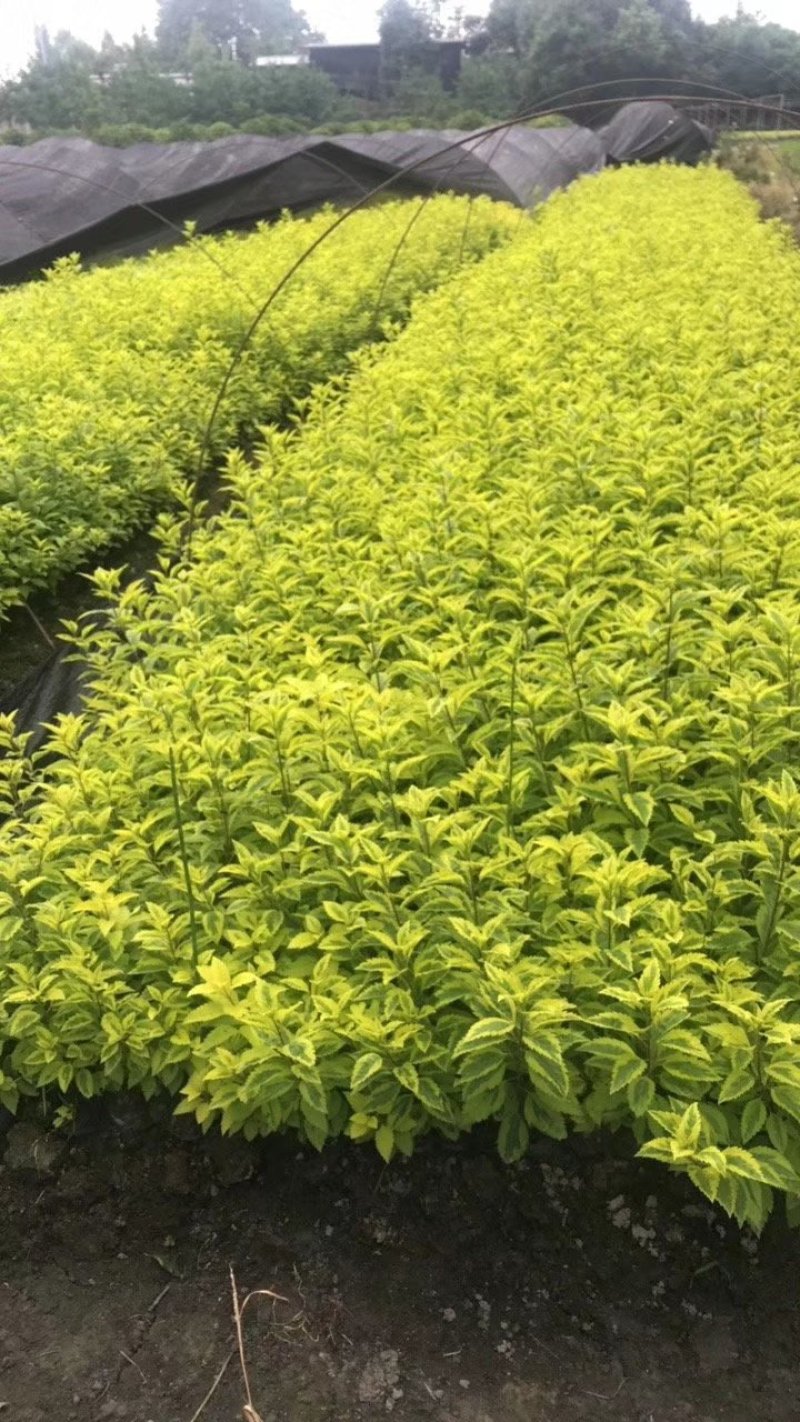 花叶连翘，四川花叶连翘基地出售，成都花叶连翘批发价格