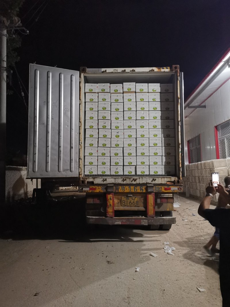 大量供应冠县水晶鸭梨/鸭梨产区纸袋鸭梨、各种包装对接供货