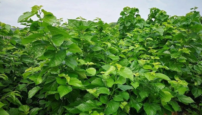 中国黑桑树苗桑葚树苗盆栽地栽黑果桑南方北方果苗