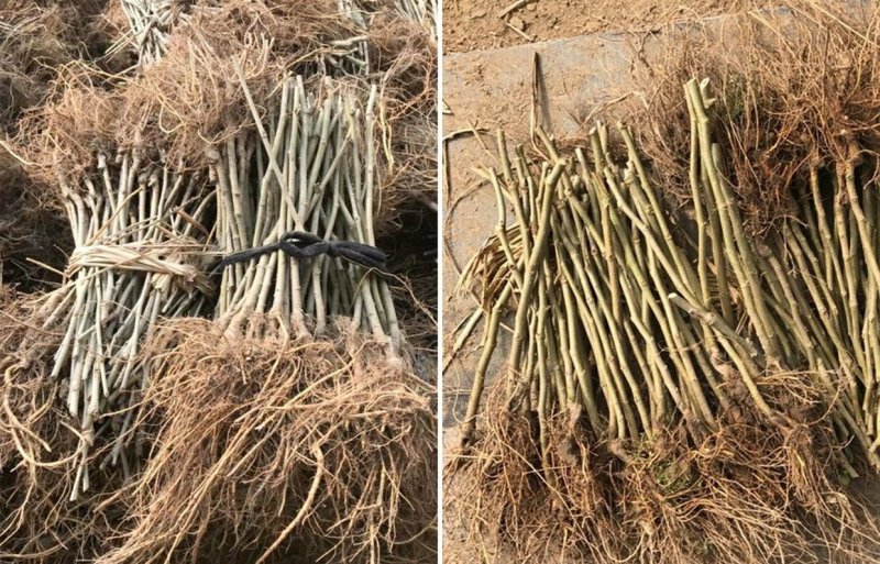 中国黑桑树苗桑葚树苗盆栽地栽黑果桑南方北方果苗