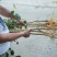 中国黑桑树苗桑葚树苗盆栽地栽黑果桑南方北方果苗