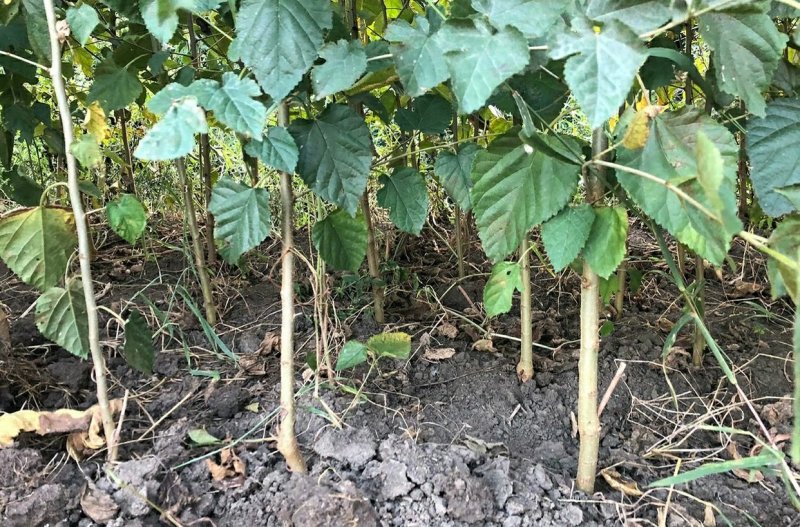 中国黑桑树苗桑葚树苗盆栽地栽黑果桑南方北方果苗