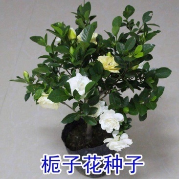 花种子四季栀子花种子大花栀子花种子重瓣栀子花种子庭院盆栽