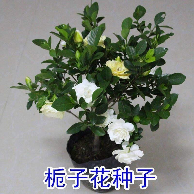 花种子四季栀子花种子大花栀子花种子重瓣栀子花种子庭院盆栽
