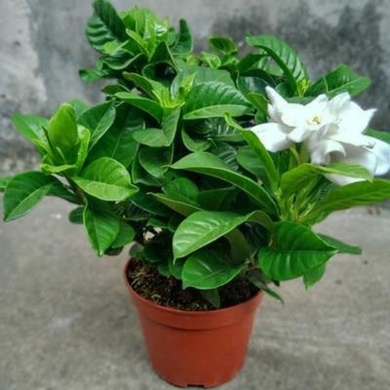 花种子四季栀子花种子大花栀子花种子重瓣栀子花种子庭院盆栽