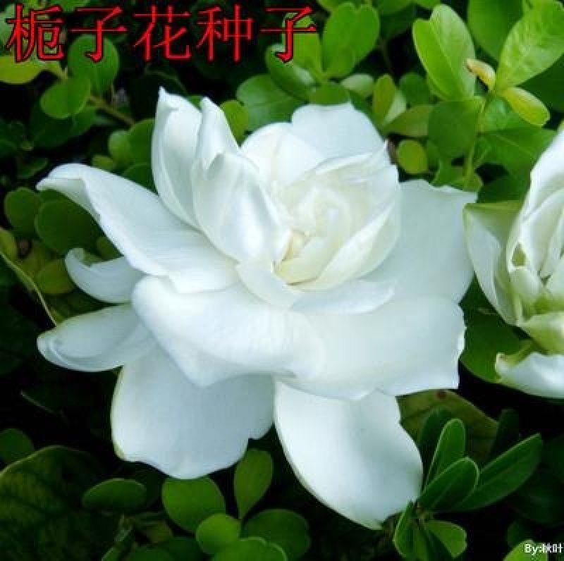 花种子四季栀子花种子大花栀子花种子重瓣栀子花种子庭院盆栽
