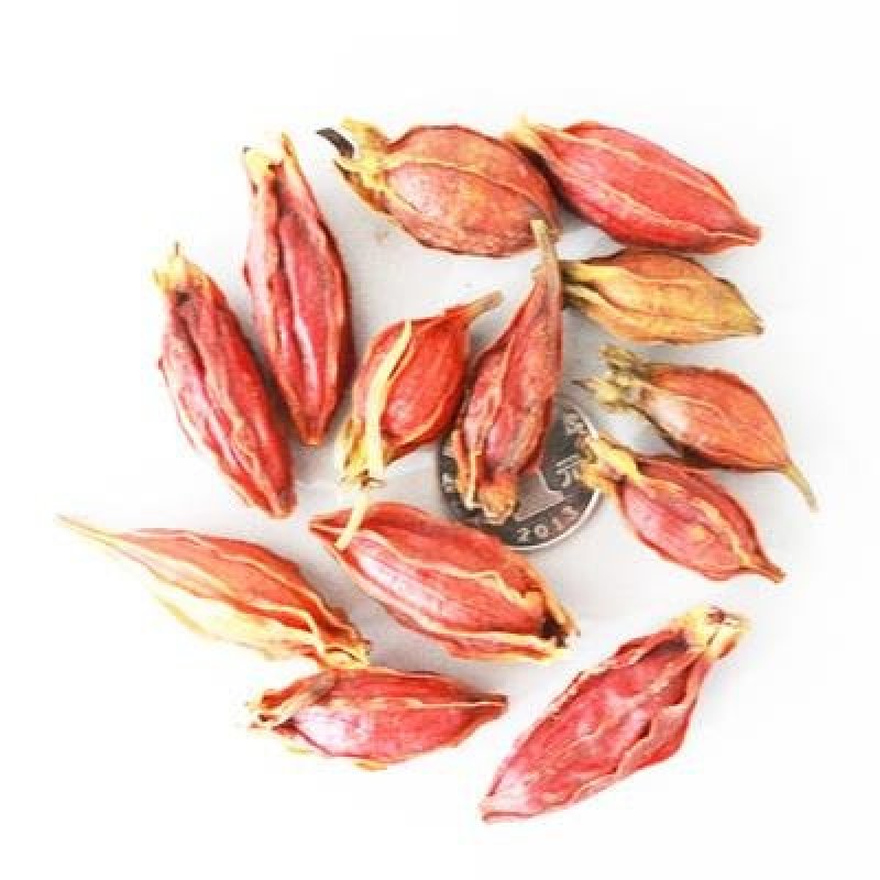 花种子四季栀子花种子大花栀子花种子重瓣栀子花种子庭院盆栽