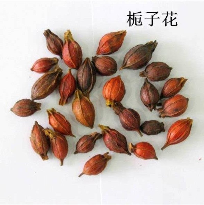 花种子四季栀子花种子大花栀子花种子重瓣栀子花种子庭院盆栽