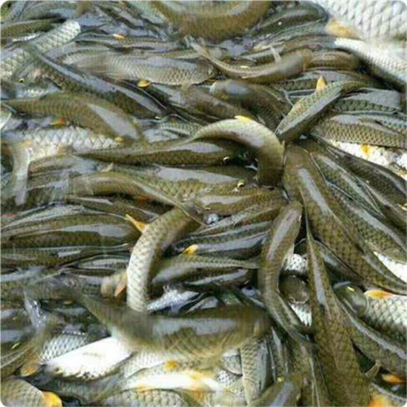 青波鱼苗中华倒刺鲃鱼苗光倒刺鲃鱼苗青竹皖鱼苗