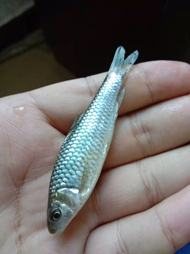 青波鱼苗中华倒刺鲃鱼苗光倒刺鲃鱼苗青竹皖鱼苗