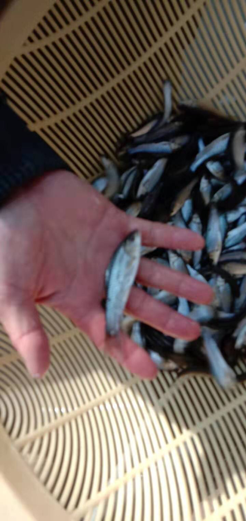 青波鱼苗中华倒刺鲃鱼苗光倒刺鲃鱼苗青竹皖鱼苗