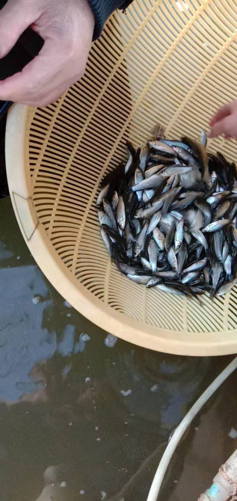 青波鱼苗中华倒刺鲃鱼苗光倒刺鲃鱼苗青竹皖鱼苗