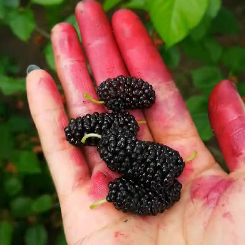 农家桑野桑树苗南方北方种植地栽盆栽食用桑树苗
