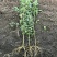 农家桑野桑树苗南方北方种植地栽盆栽食用桑树苗