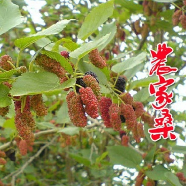 农家桑野桑树苗南方北方种植地栽盆栽食用桑树苗