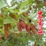 农家桑野桑树苗南方北方种植地栽盆栽食用桑树苗
