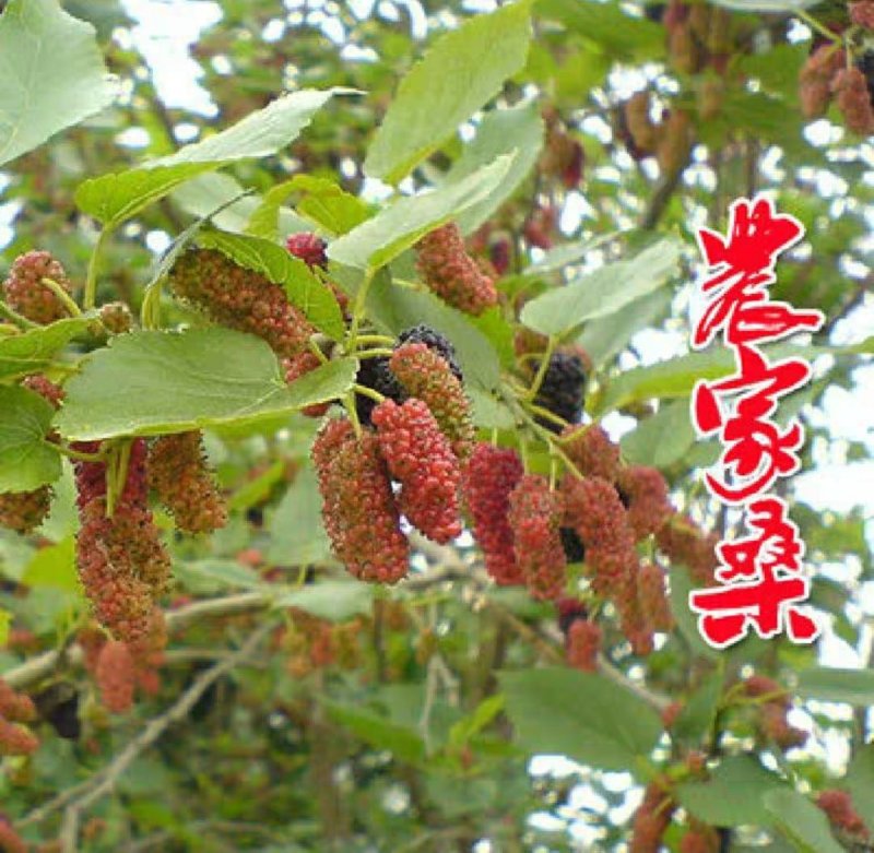农家桑野桑树苗南方北方种植地栽盆栽食用桑树苗