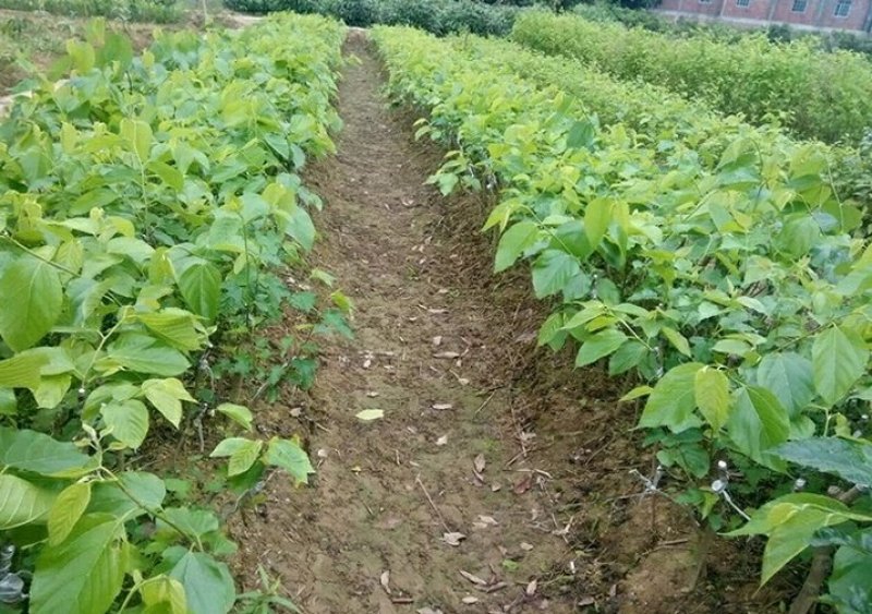 无籽大十桑树苗桑葚树苗果桑苗嫁接苗盆栽地栽苗南北方种植