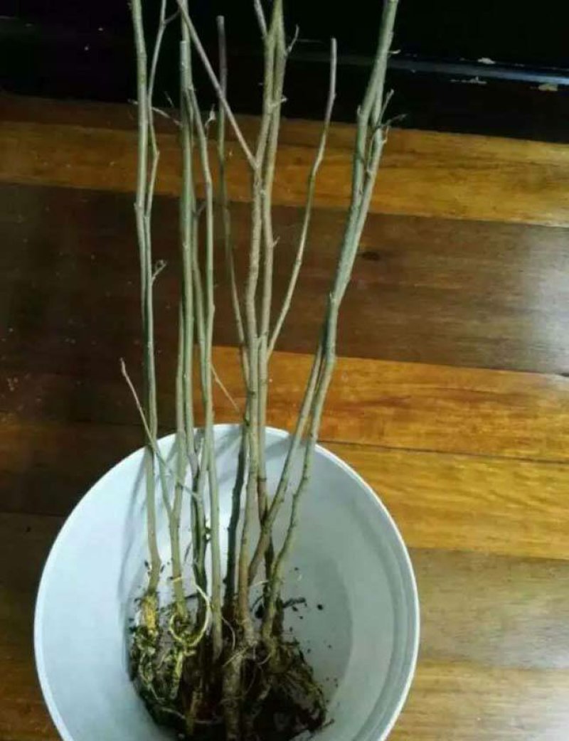 无籽大十桑树苗桑葚树苗果桑苗嫁接苗盆栽地栽苗南北方种植