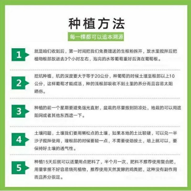 无籽大十桑树苗桑葚树苗果桑苗嫁接苗盆栽地栽苗南北方种植