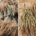 无籽大十桑树苗桑葚树苗果桑苗嫁接苗盆栽地栽苗南北方种植