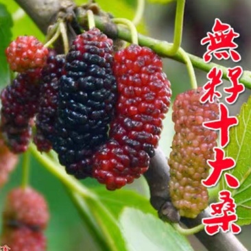 无籽大十桑树苗桑葚树苗果桑苗嫁接苗盆栽地栽苗南北方种植