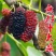 无籽大十桑树苗桑葚树苗果桑苗嫁接苗盆栽地栽苗南北方种植