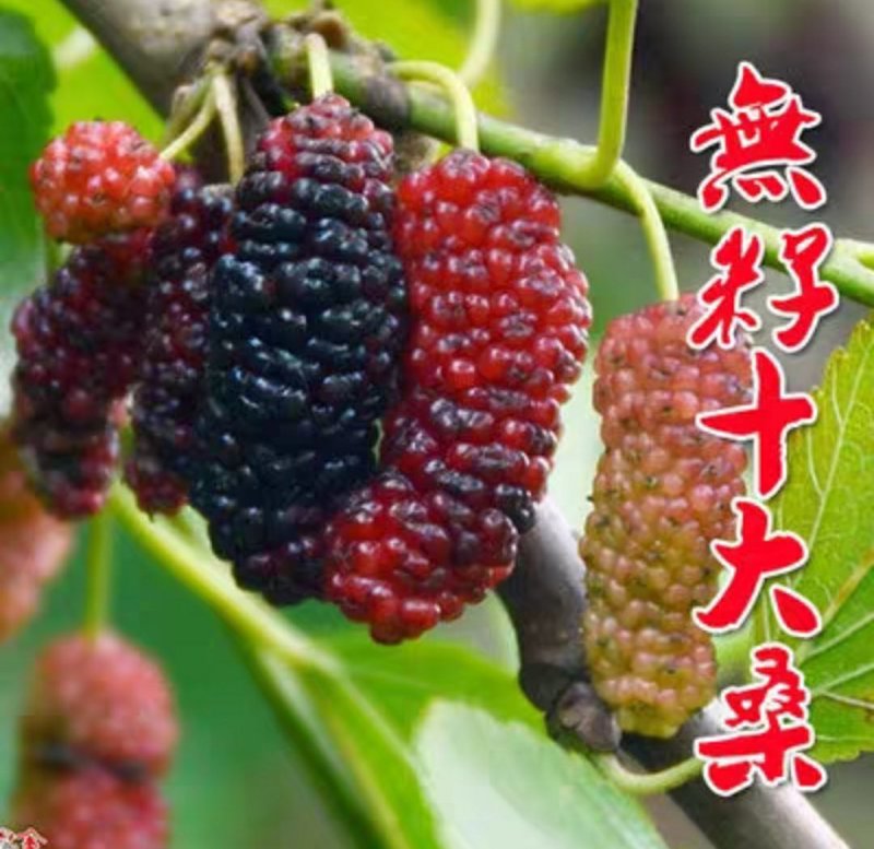 无籽大十桑树苗桑葚树苗果桑苗嫁接苗盆栽地栽苗南北方种植