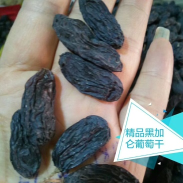 新疆吐鲁番大号黑加仑葡萄干，1公斤起发货，量多优惠多