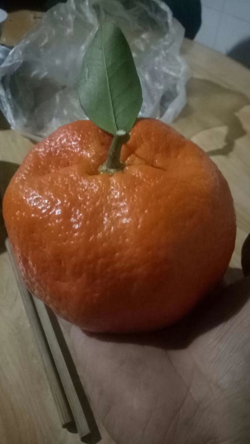 甘平枝条(产地直供)品质好保成活一手货源量大从优