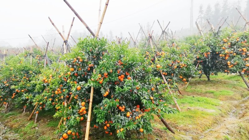 广西沃柑新鲜当季水果现摘现发5斤/10斤包邮