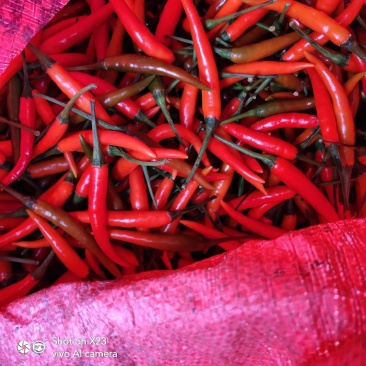 红米椒，500亩种植基地