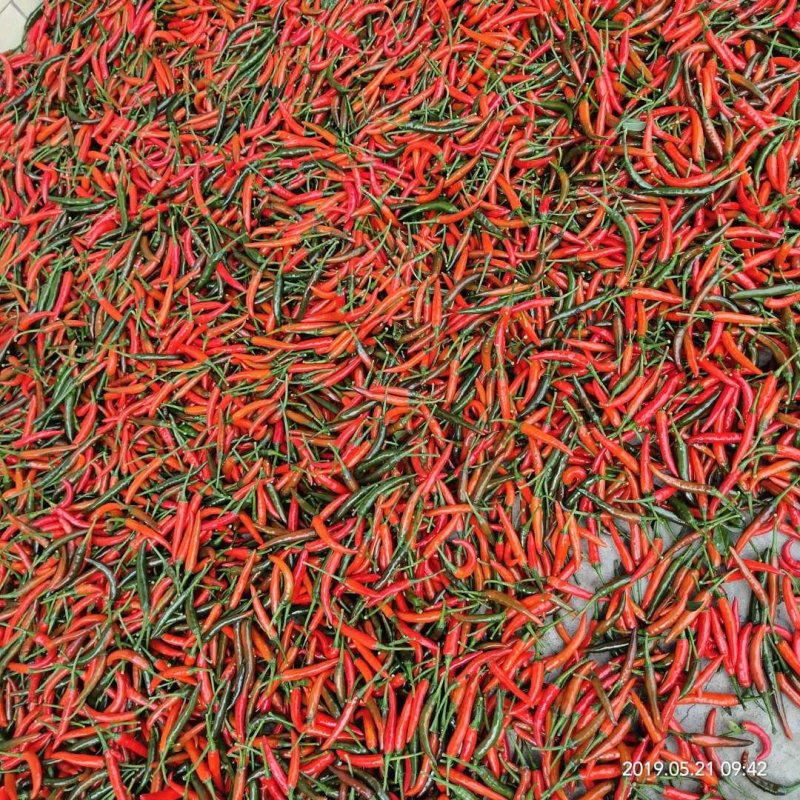 红米椒，500亩种植基地