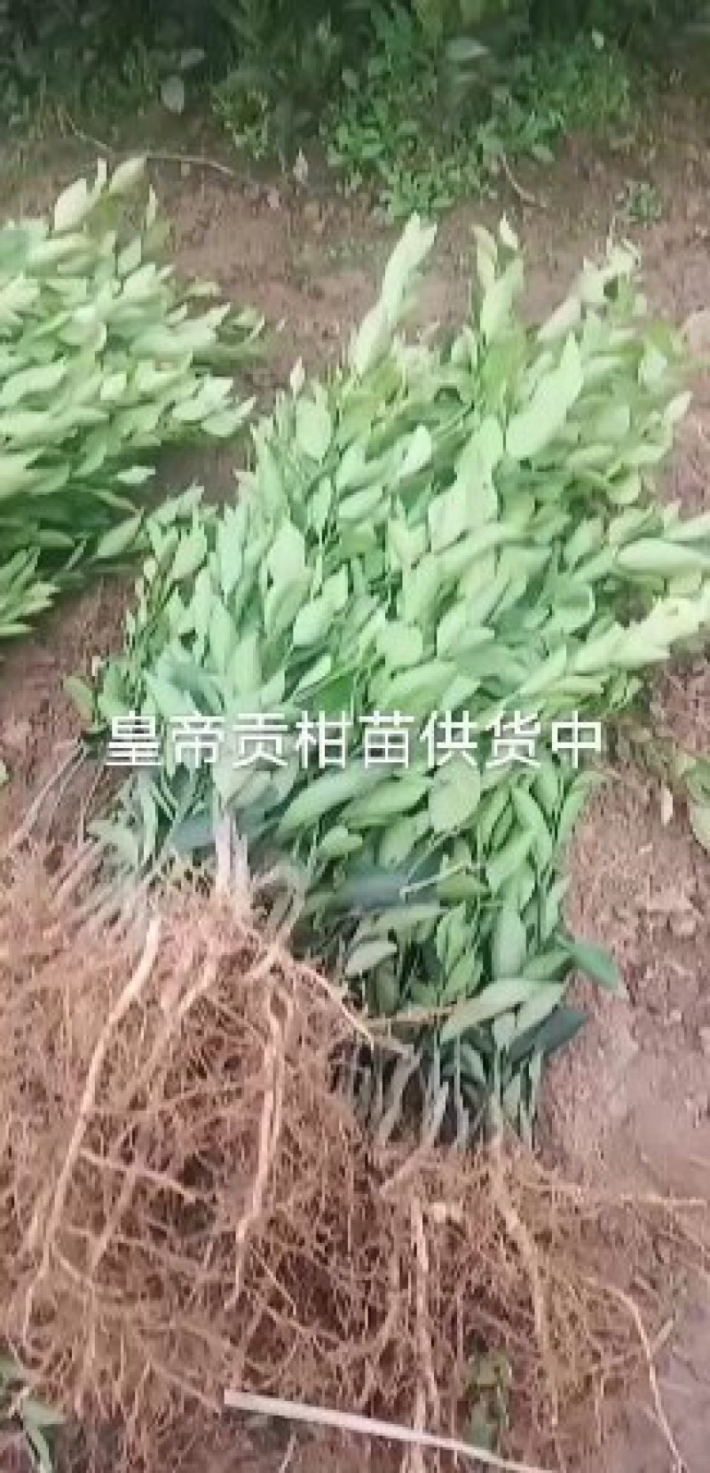 皇帝贡柑苗:自产直销，品种纯正，无检疫性病虫害，现挖现发