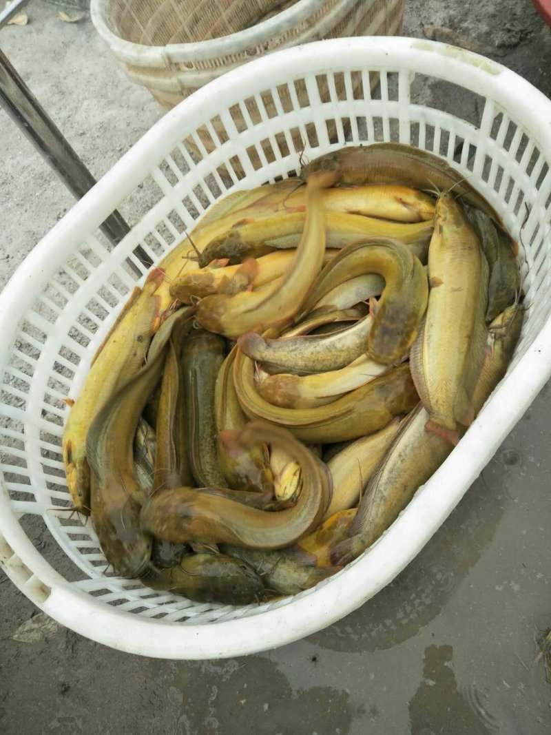塘角鱼