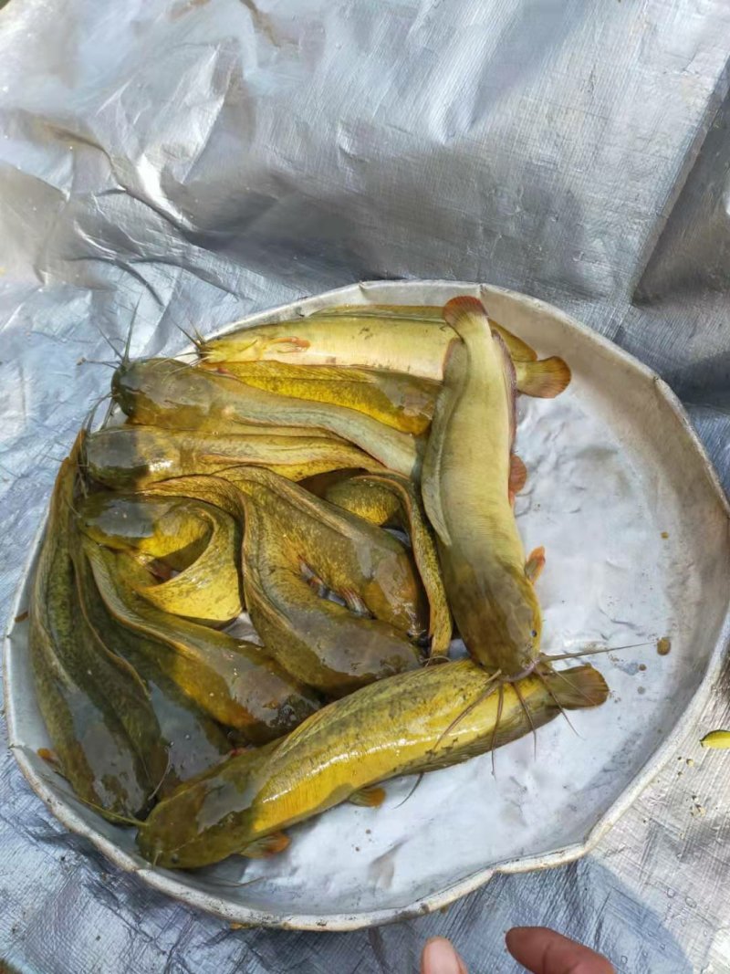胡子鲶