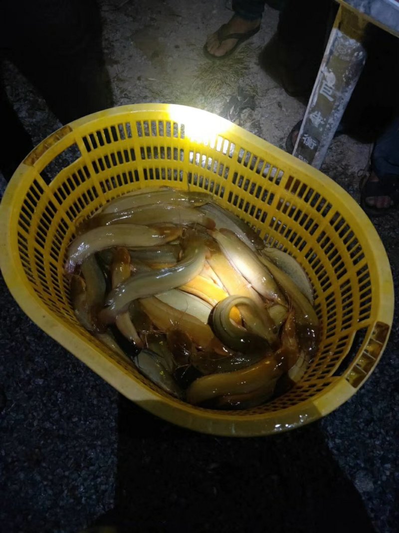 胡子鲶