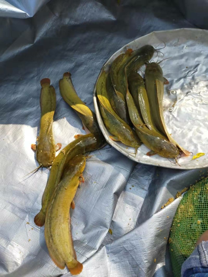 胡子鲶
