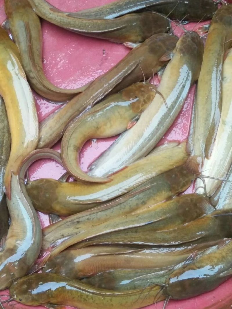 胡子鲶